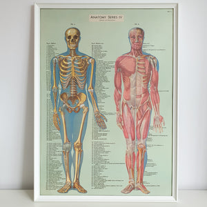 Human Anatomy Bones & Muscles