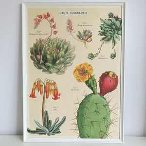 Succulent Cacti Chart