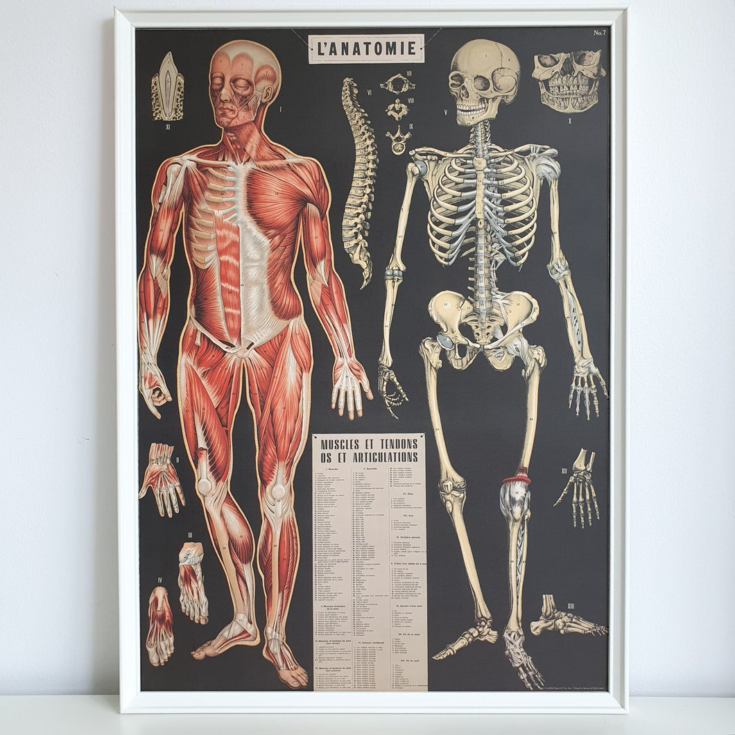French Human Anatomy Chart