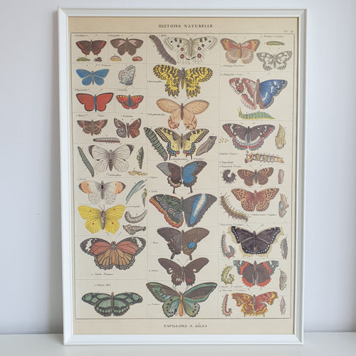 French Butterflies Nature Chart Vintage