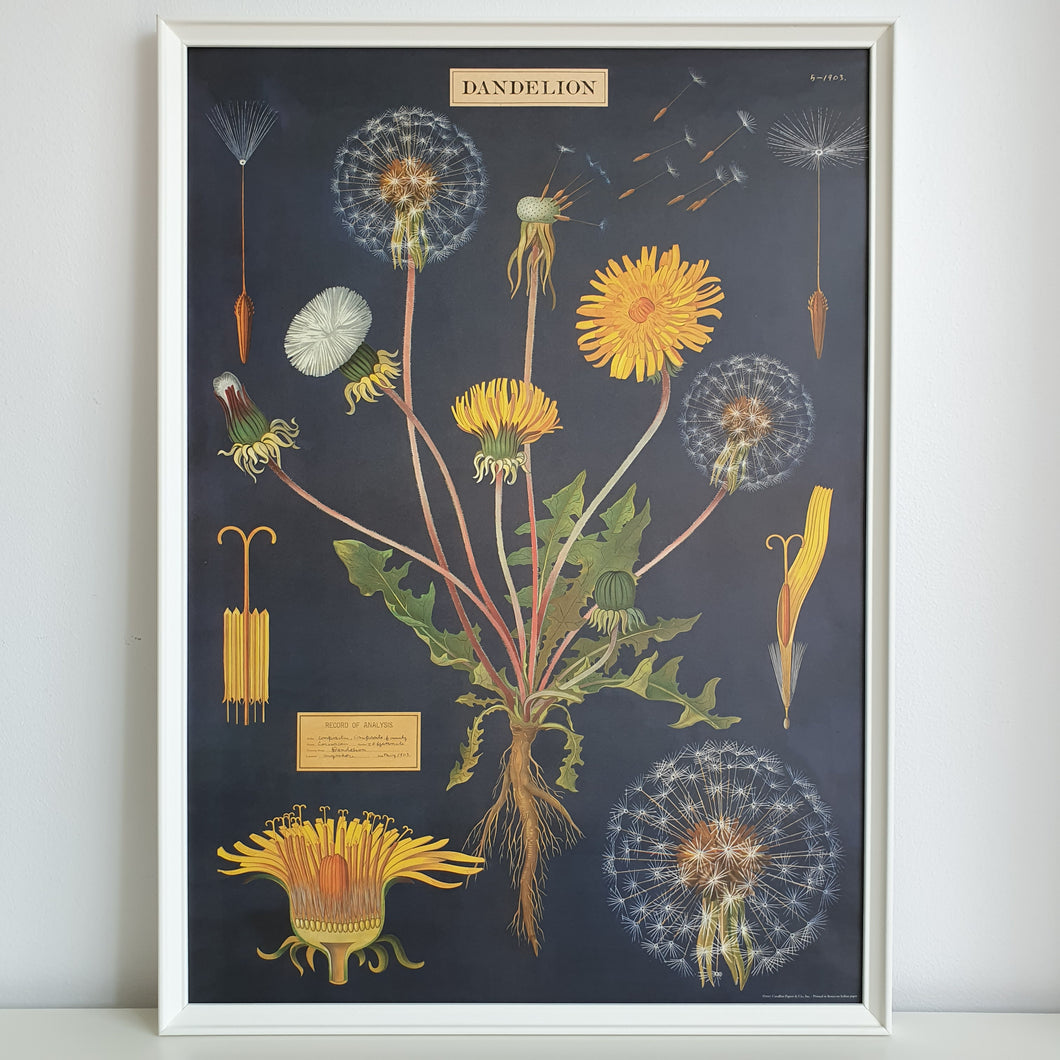 Dandelion Plant Chart