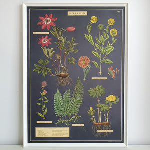 Herbarium Vintage Style