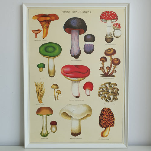 Mushrooms Fungi