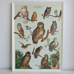 Owl Chart